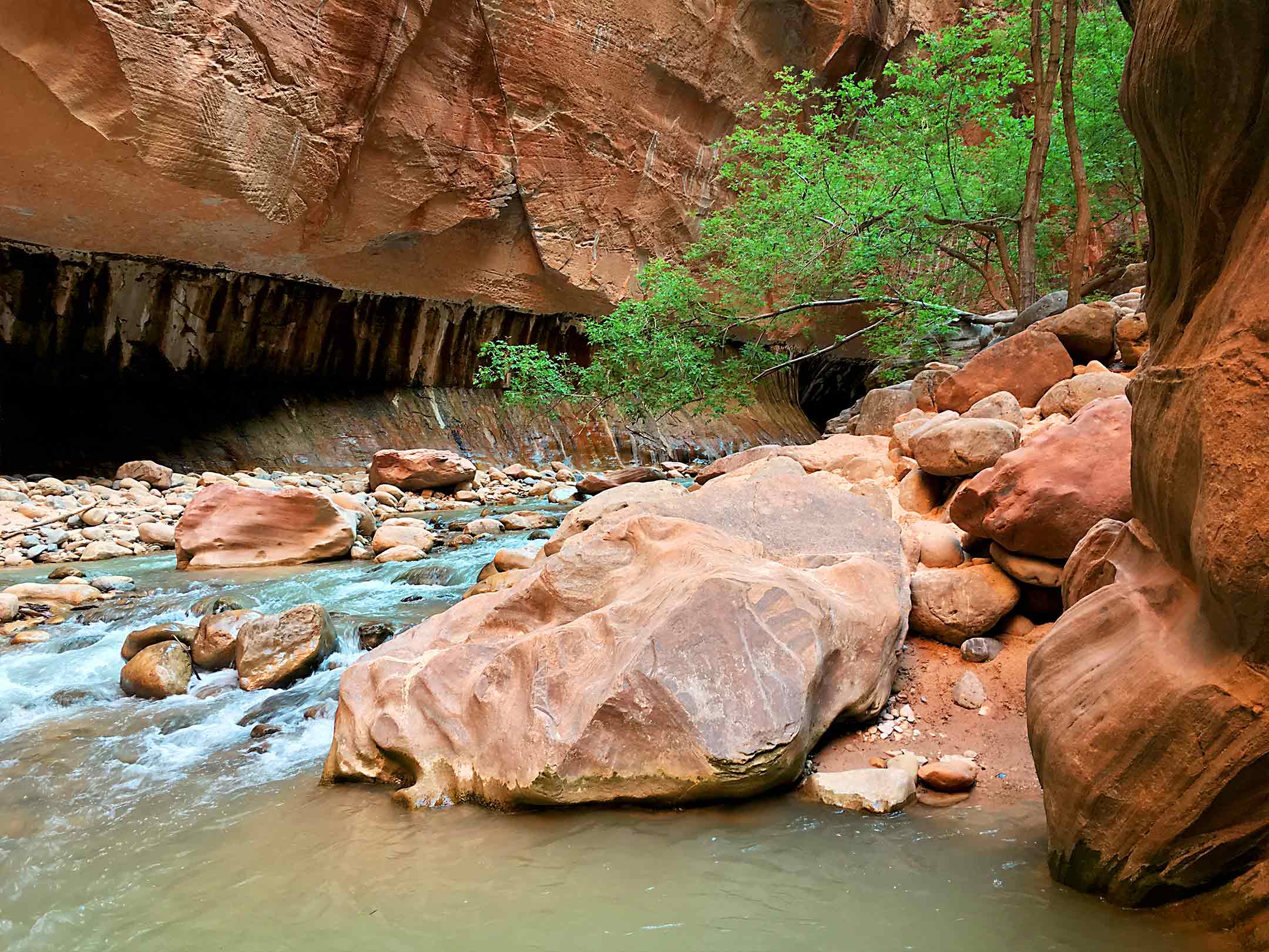 The Narrows Zion National Park virgin river