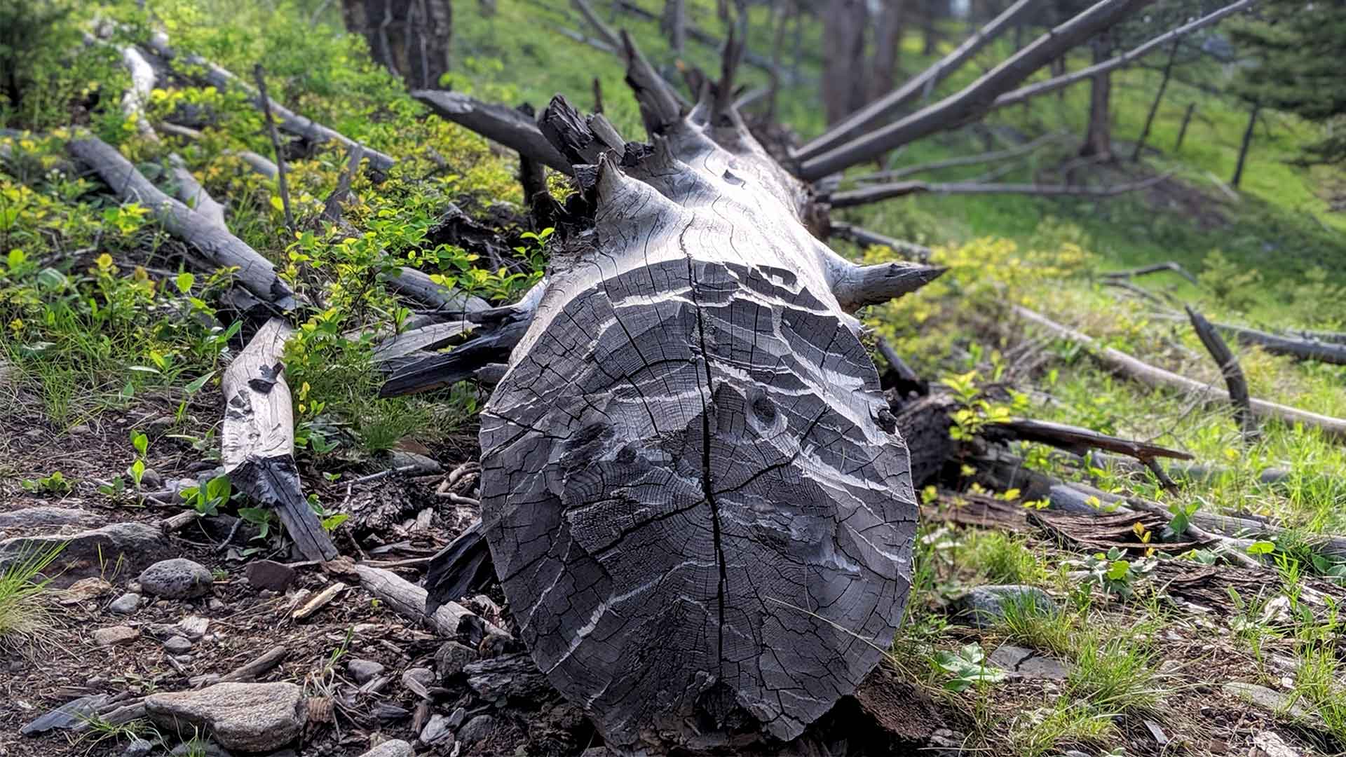 Yellowstone Wapiti Trail