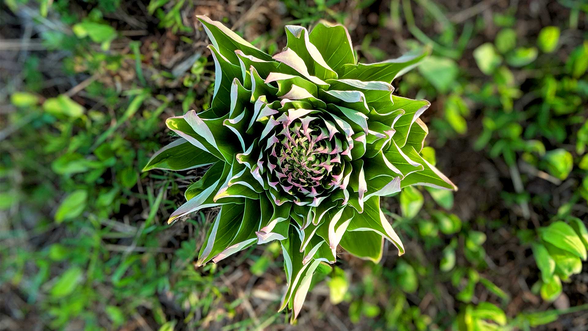 Yellowstone plants