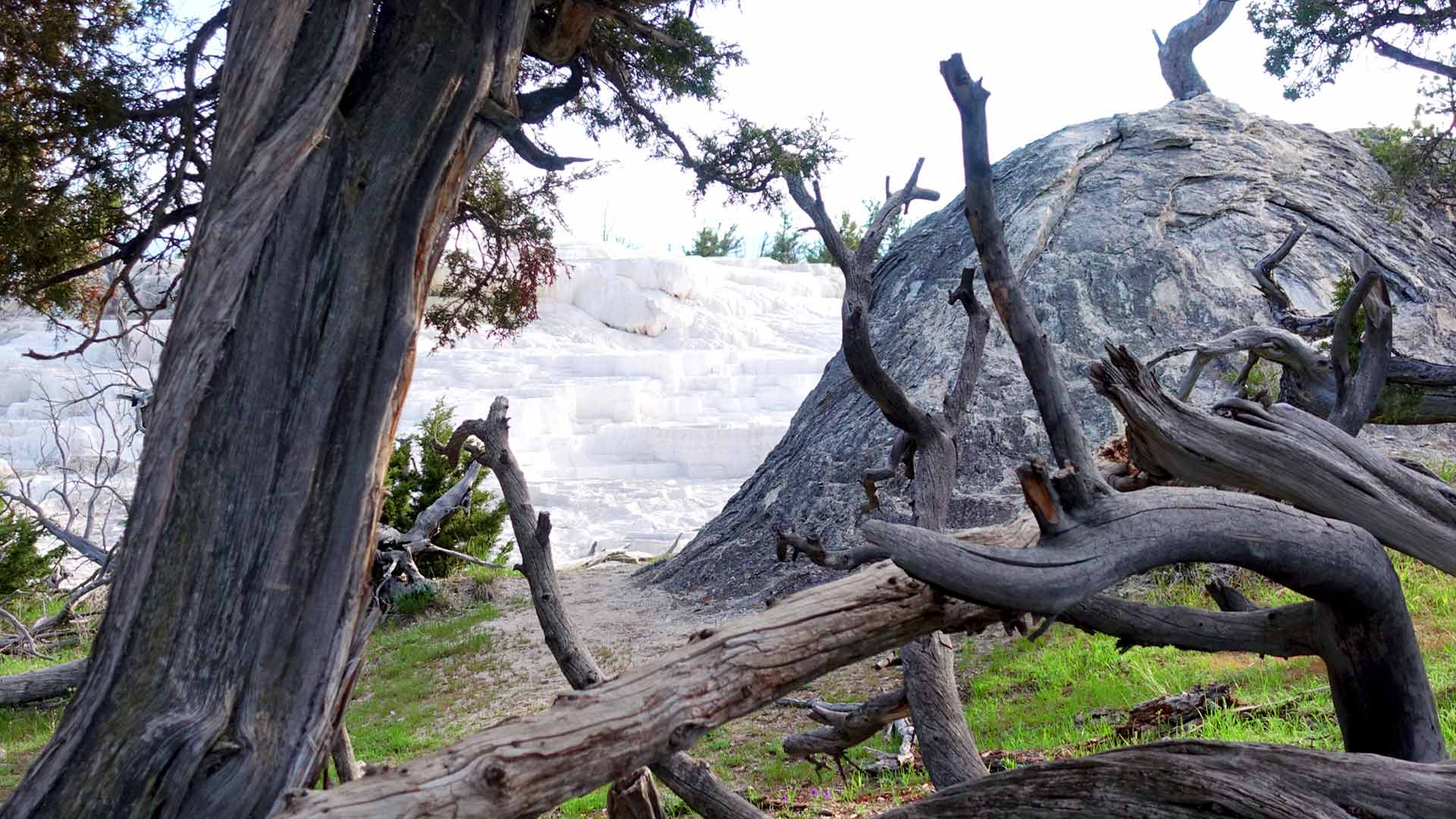 Mammoth Hot Springs Image