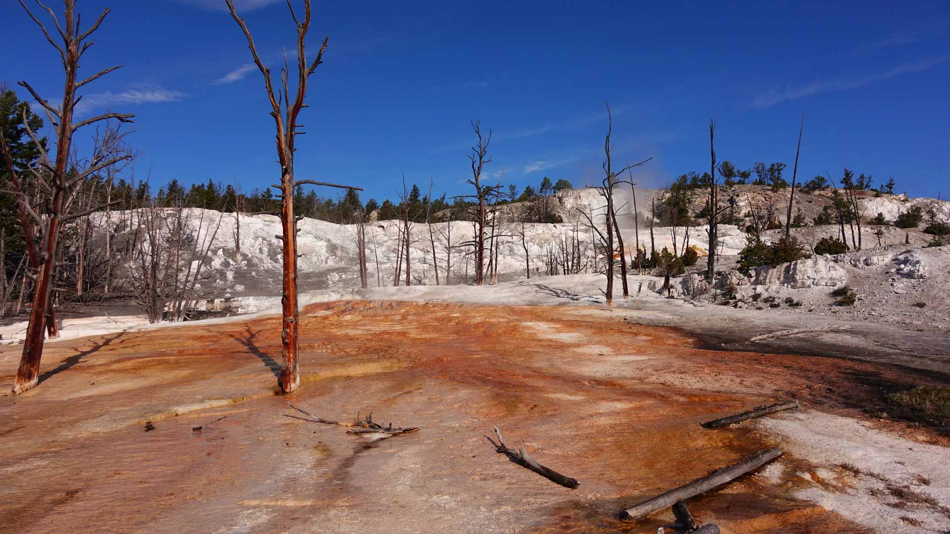 Mammoth Hot Springs Image