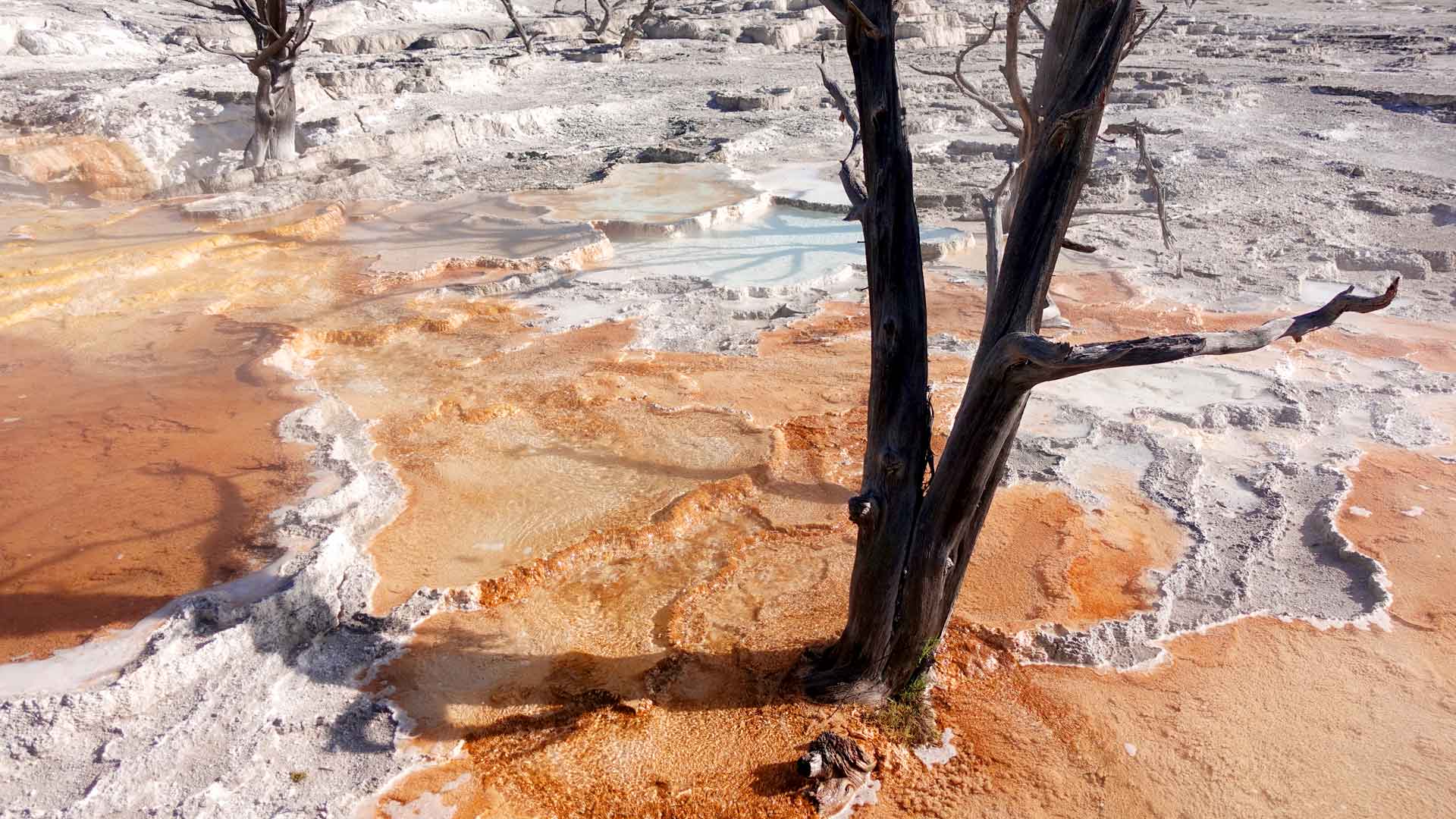 Mammoth Hot Springs Image