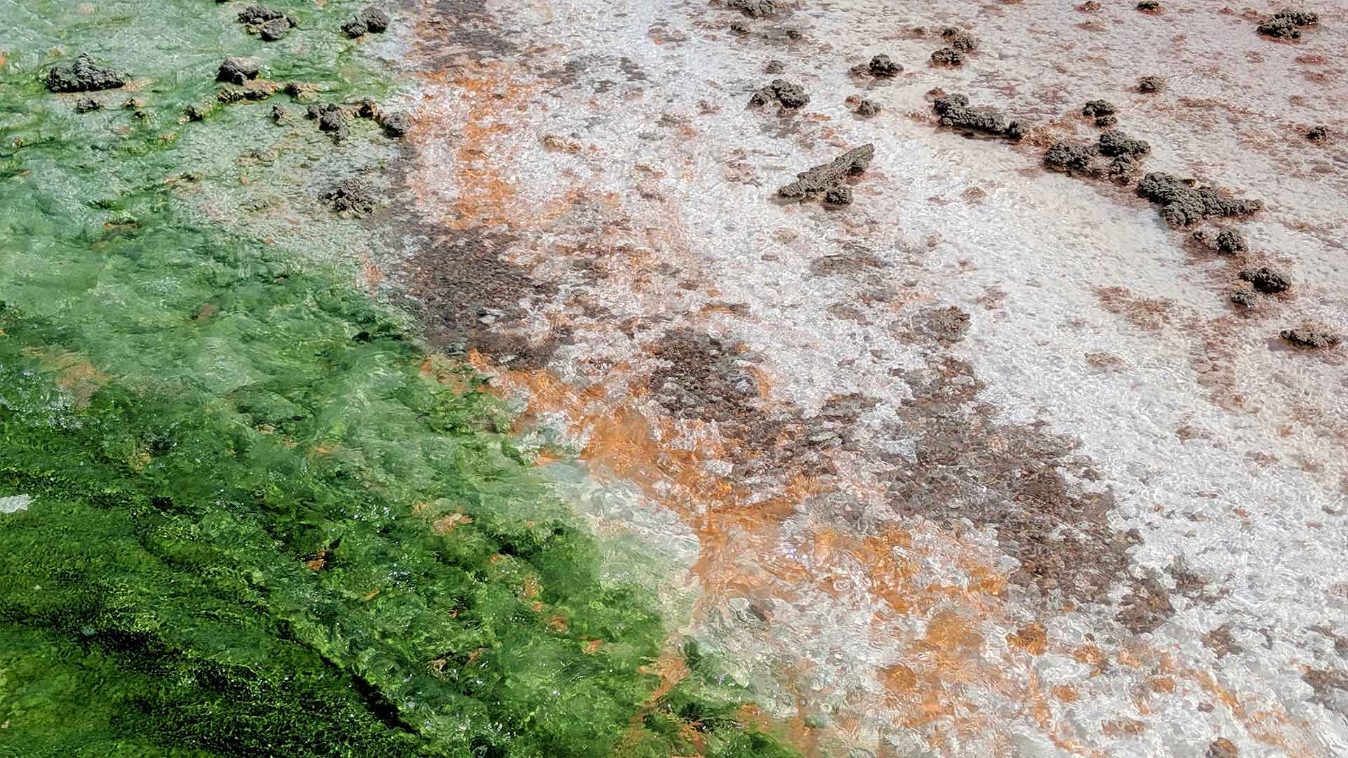 Yellowstone Norris geyser basin porcelain basin colors