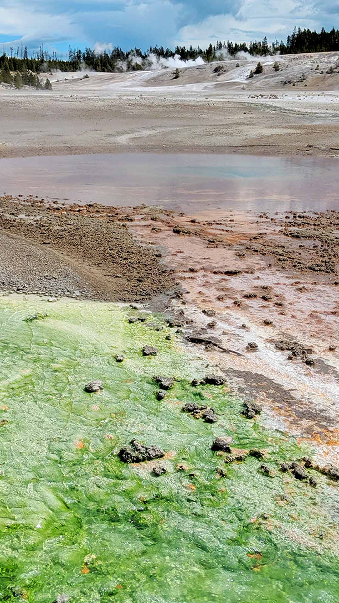 Yellowstone Norris geyser basin back basin green colors