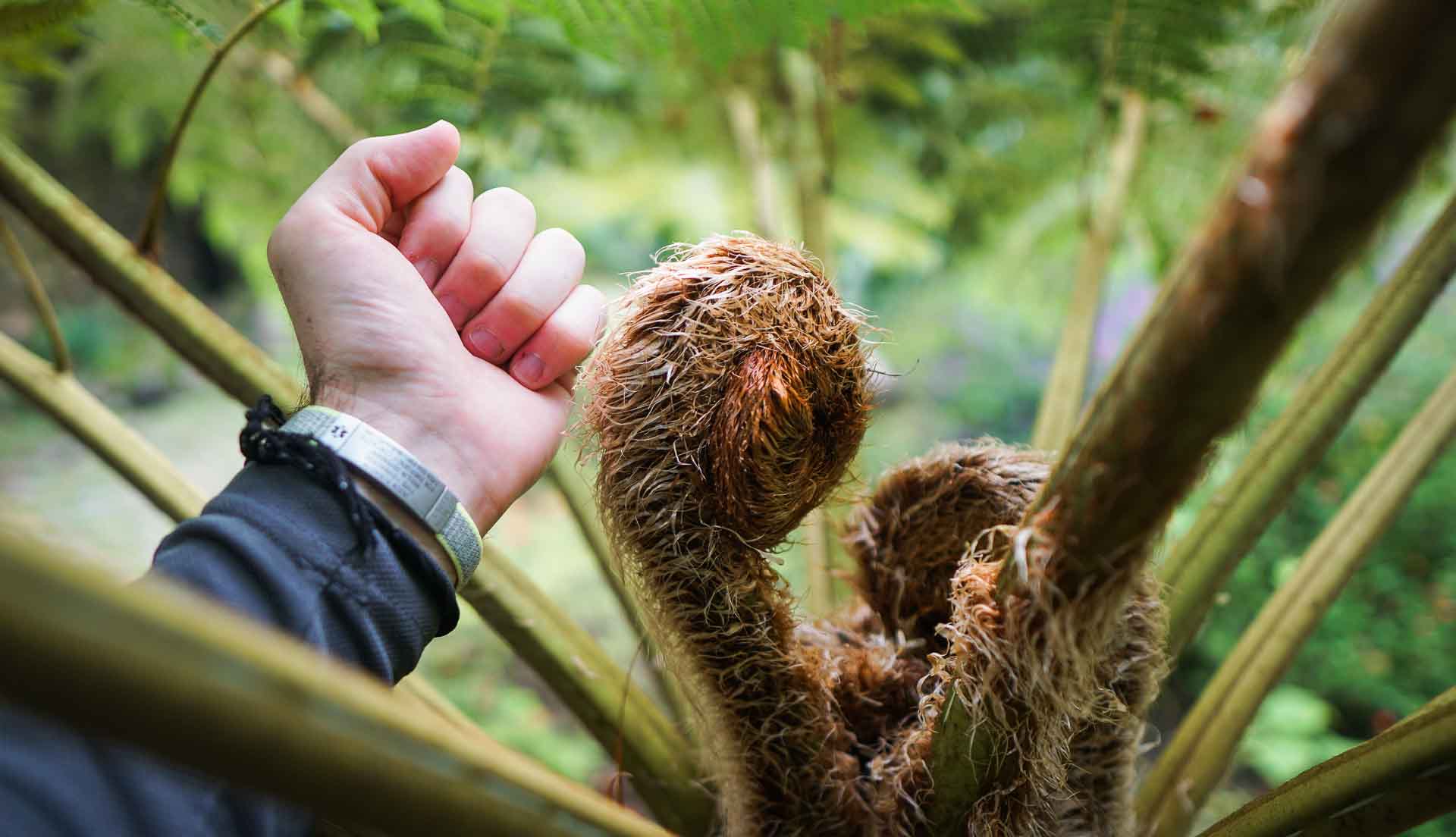 Monserrate Palace Gardens Huge Ferns in Sintra Portugal Travel Guide