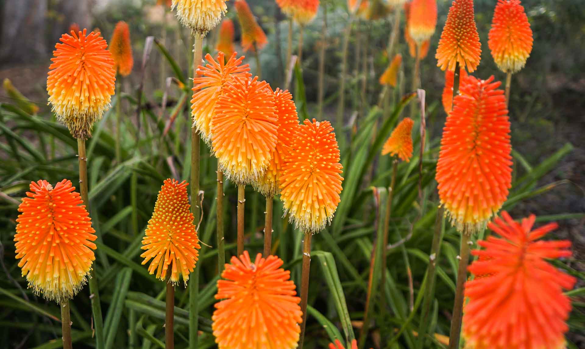 Monserrate Palace Gardens in Sintra Portugal Travel Guide