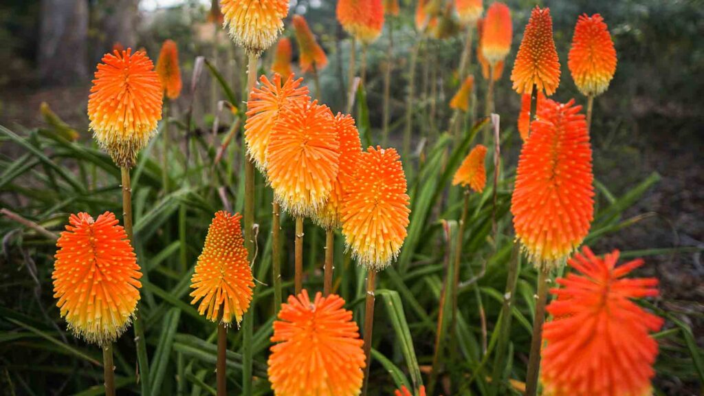 Photo of a red hot poker plant in the gardens at Monserrate Palace in Sintra Portugal