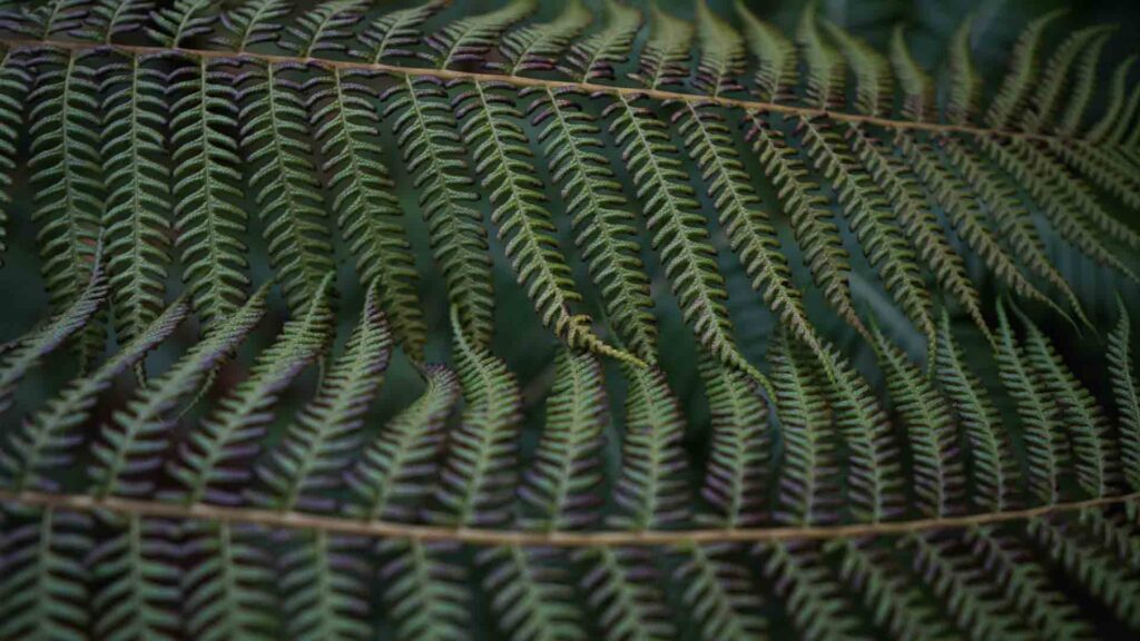 Photo of a fern gardens at Monserrate Palace in Sintra Portugal