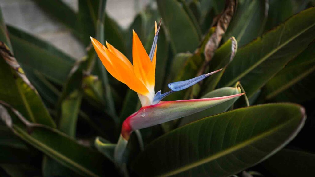 Photo of a Bird Of Paradise in the gardens at Monserrate Palace in Sintra Portugal