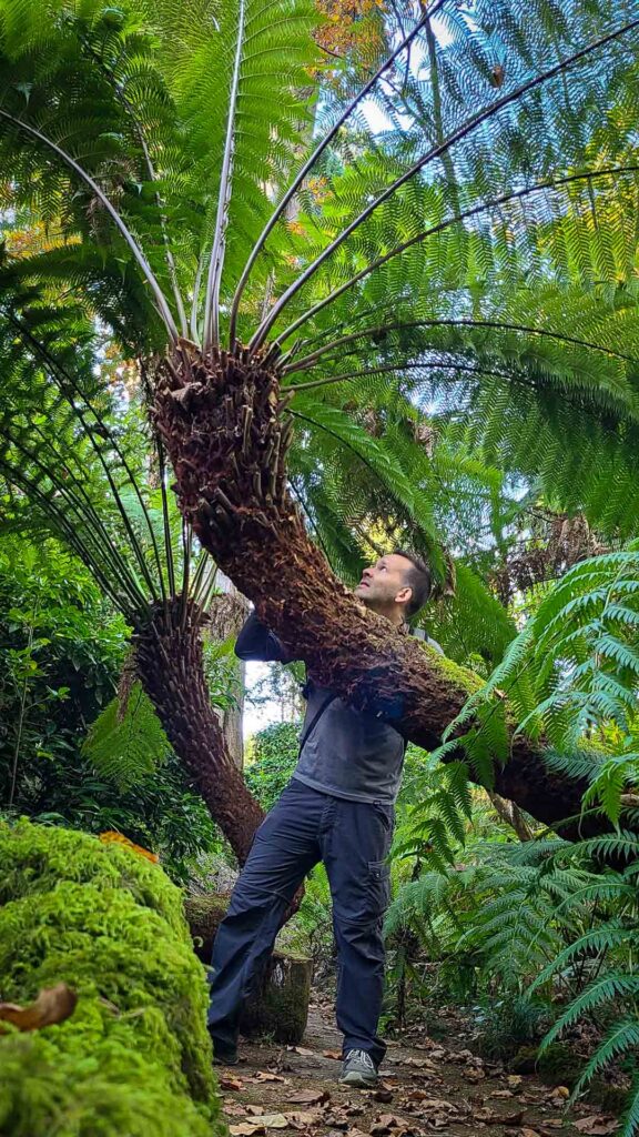 Pena Palace Gardens Sintra Portugal Next To A Giant Tree Fern