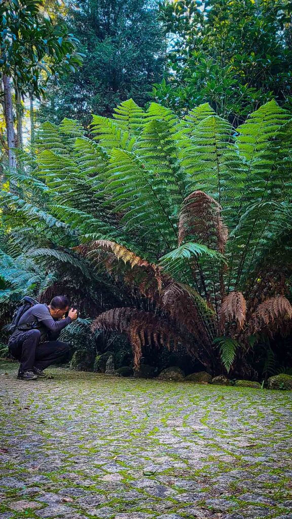 Pena Palace Gardens Sintra Portugal Next To A Giant Fern