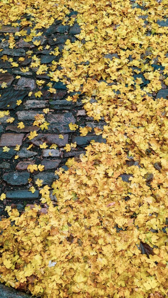 image of Kutna Hora Czechia street covered in yellow fall leaves