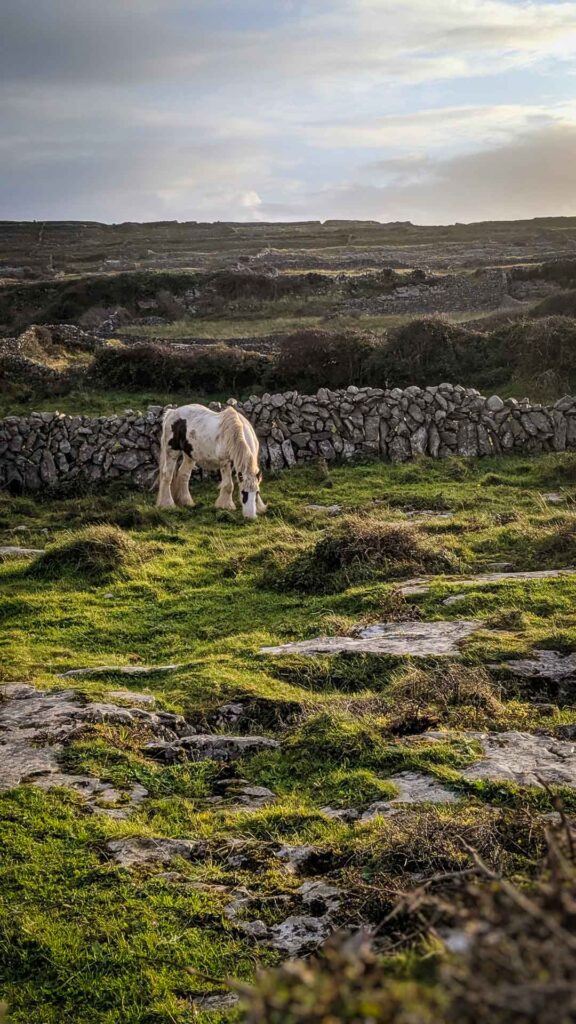 Horse grazing on the beautiful Inishmore countryside